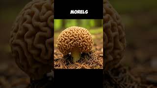 Mushroom Toxins vs Rocket Fuel The Surprising Connection mushrooms mushroom fungi [upl. by Aihsad]