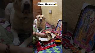 Dhanteras special 😇  labra rubi  youtubeshorts shorts labrador dog cute funny viralsongs [upl. by Eiramoj]