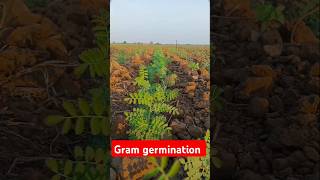 Gram germination🪴trending rabi cropytshort [upl. by Heinrik]