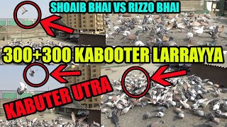 300300 Kabooter Larrayya  Shoaib Qureshi VS Rizzo Bhai Tofani Tor Mara Try To Catch Pigeons Loft [upl. by Lugo561]