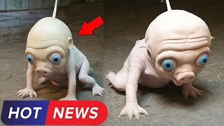 This Nevada Farmer Discovered a Bizarre Creature in His Barn and What Happened Next Is Unbelievable [upl. by Aknayirp706]