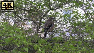 Eurasian Jay im Baum in der Stadt [upl. by Knowling]