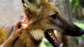 Hanging out with a rescued Maned Wolf Chrysocyon brachyurus [upl. by Soloma]