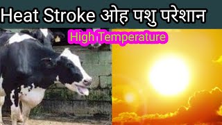 Heat Stroke treatment of Cow and Buffalo  heat stroke in cow treatment [upl. by Lindgren337]