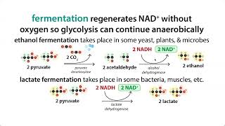 NAD regeneration  malateaspartate shuttle glycerol 3phosphate shuttle fermentation etc [upl. by Nalehp893]