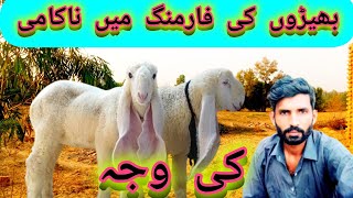 Failure in sheep farming sheep farming l FakhreDehat [upl. by Swayne]