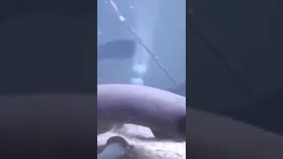 This FISH will SHOCK you  Electric Eel [upl. by Ees722]