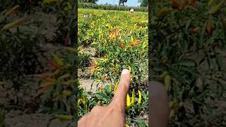 👨‍🌾🌱👏cabe👏 🌶️🌶️ 👀 cabe bertani shorts short shortvideo viral alletv701 [upl. by Brittan]