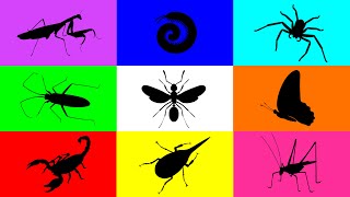 Insect Buuterfly Milipede Spider Flying Ant Mantis Scorpion Grasshopper Beetle Paddybug [upl. by Anelrahc]