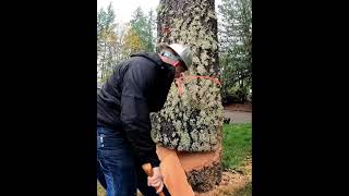 Felling a dead Fir on a rainy day [upl. by Harriet]