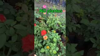 Roseiras paulista plantas jardim flores [upl. by Itsyrc]