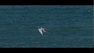 Slow Motion Arctic Tern Hunts diving  Noordse Stern Jaagt Duikend [upl. by Rivy]