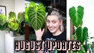 whats going on in my plant collection 🪴 August Updates [upl. by Gottwald]