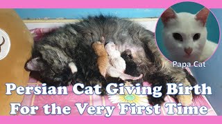 Persian Cat Giving Birth for the Very First Time [upl. by Nwadrebma]