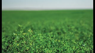 Preparing the Soil and Field for Alfalfa Hay [upl. by Ardnala]