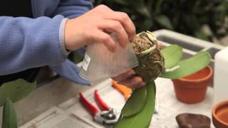 The Garden Made Simple  Repotting Your Orchid [upl. by Siravart]