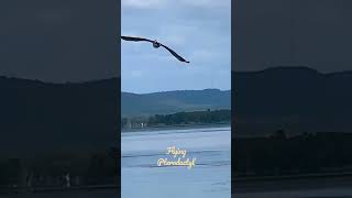 Impressive flight amp smoothly landing as a modern aircraft on Tuggerah Lake surface 👍 [upl. by Nickolas]