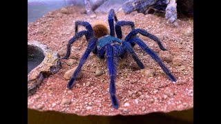 Rehousing our Chromatopelma cyaneopusbescens the GBB and care tips [upl. by Alia]