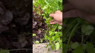 Harvesting Cilantro  Green Farm 1 Harvesting fruit satisfying harvest cilantro [upl. by Dewar756]