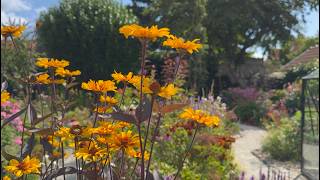 Late July Cottage Garden Tour Stunning Perennials in Bloom  Perennial Garden [upl. by Bainbrudge275]