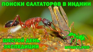 Поиски Harpegnathos saltator Салтаторы в Индии 2 [upl. by Therese]