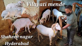 Vilayati mende available in Hyderabad Shaheen nagar  adant Vilayati sheeps in Hyderabad [upl. by Laure623]