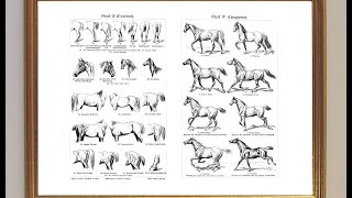 Schritt Trab Galopp Kinderlied Gangart der Pferde [upl. by Peisch]