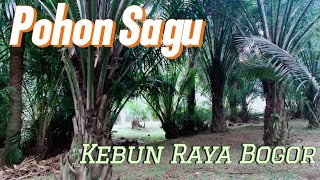 Melihat Pohon Sagu Di Kebun Raya Bogor [upl. by Oilicec]