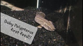 Young Polypterus bichir first feeding [upl. by Ancel]