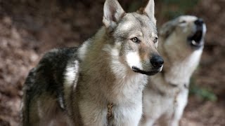 Czechoslovakian wolf dog [upl. by Atilam]