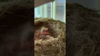 Baby BrownHeaded Cowbird Yawning in Eastern Phoebe Nest [upl. by Ricard]