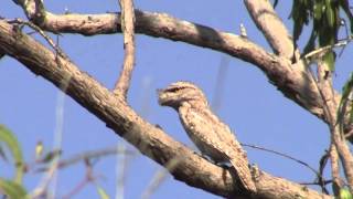 Papuan Frogmouth  Bird watching in Australia with EjBirdwatching [upl. by Annavahs505]