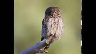 Glaucidium passerinum Eurasian Pygmy Owl 9 Contacting voices of owlets [upl. by Sualokin]