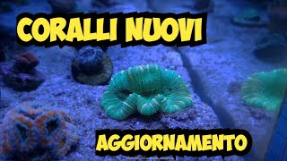 Nuovi CORALLI e Aggiornamento Acquario Marino  Novembre [upl. by Llewon]