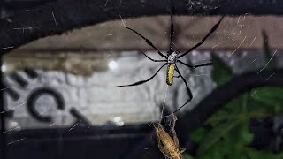 Nephila madagascariensis feeding You took your time [upl. by Kenny206]