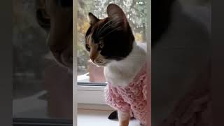 Почти Бэтмен cat luma ai нейросеть catlover shorts [upl. by Samantha]