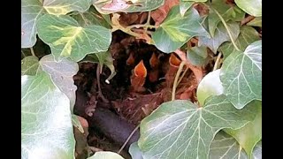 Robins nest 4 chicks Part 21 [upl. by Nygem]