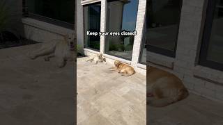 🎉 SURPRISE 🎉 goldenretriever shorts funny trend joke relatable viral dog dogs goldens [upl. by Gatias54]