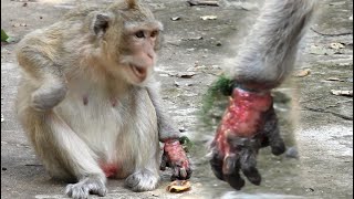 This monkey has a hand injury it looks pathetic but it is being treated [upl. by Theurer]