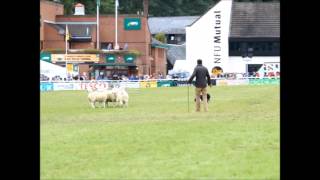 Tanhill GlenRoyal Welsh Show champion winning run in the main ring [upl. by Minnie]