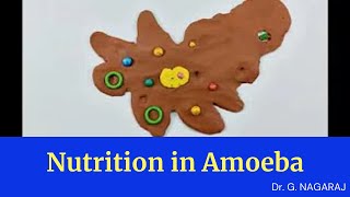 Nutrition in Amoeba [upl. by Mehetabel742]