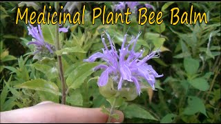 How to Identify Bee Balm [upl. by Evans]