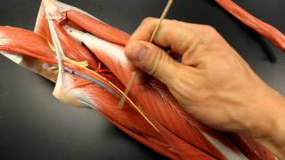 MUSCULAR SYSTEM ANATOMY Medial thigh region muscles model description Somso [upl. by Groscr165]