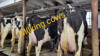 milking cows and doing chores winter farming in Wisconsin [upl. by Ydneh]