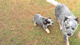 Australian Cattle Dogs  HallsHeelers Puppy Update 34  6th July 2013 [upl. by Nolyarb]