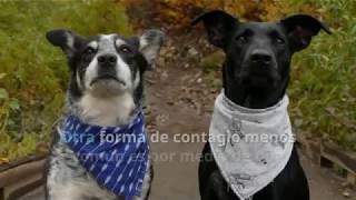 Erliquia en perros síntomas y tratamiento [upl. by Mackey]