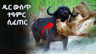 ዱር ውስጥ ተዓምር ሲፈጠር [upl. by Kurman]