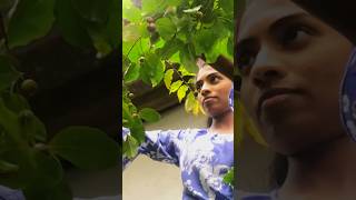 Little Apple Harvesting 🍒 Purple Jam 🍯  Bangkok uguressa  Flacourtia jangomas nature cooking [upl. by Giverin787]