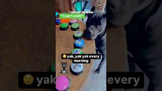 🤯 Genius Cane Corso Yak Yak Yak ￼Tuxn Dog 🐕‍🦺 shorts canecorso pets [upl. by Combe]