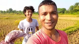 Basmati Chaawal Gaau Mae Yasa cutting hochukaa hai  Basmati Rice Kat liya vlog youtubevideodhaan [upl. by Htebazile]